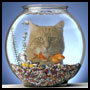 Animal Photography