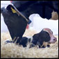 Animal Photography